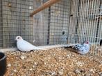 Koppel bonte diamantduifjes, Dieren en Toebehoren, Vogels | Duiven, Meerdere dieren