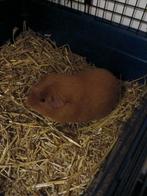 Cavia beertje met hok,voerbak,waterfles en hooiruif, Dieren en Toebehoren, Knaagdieren, Mannelijk, Cavia, Na 1 juli 2024, Tam