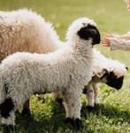 Walliser Schwarznase lammeren (stamboek), Dieren en Toebehoren, Schapen, Geiten en Varkens, Meerdere dieren, Schaap, 0 tot 2 jaar