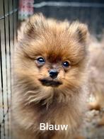 Pomeriaan pups. 3 teefjes nog beschikbaar., Dieren en Toebehoren, Keeshond, 8 tot 15 weken, CDV (hondenziekte), Meerdere