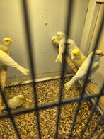 Geel mozaiek kanaries, Dieren en Toebehoren, Vogels | Kanaries, Meerdere dieren, Kleurkanarie