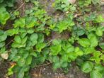 Aardbei stek, Tuin en Terras, Planten | Tuinplanten, Ophalen of Verzenden, Zomer, Overige soorten, Volle zon