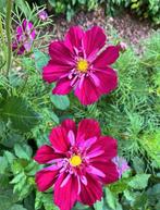 Cosmea ‘Fandango’ zaden, Verzenden, Voorjaar, Volle zon, Zaad