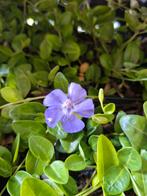 Vinca / maagdenpalm a€1.25, Ophalen, Zomer, Volle zon