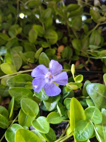 Vinca / maagdenpalm a€1.25 beschikbaar voor biedingen