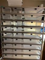 ball pythons + racks en broedkast, Ophalen, Zo goed als nieuw
