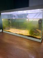 Superfish aquarium evt met vissen, Ophalen of Verzenden