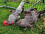 Te koop 7 hennen 1 haan friese kriel koekoek kleur, Dieren en Toebehoren, Pluimvee, Meerdere dieren, Kip