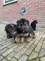 Mooie langharige (stokhaar) Duitse herder puppy’s, Dieren en Toebehoren, Honden | Herdershonden en Veedrijvers, Rabiës (hondsdolheid)