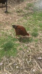 Jonge Marans hanen te koop, geb eind april 25, Dieren en Toebehoren, Ophalen, Overige typen