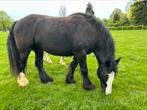 Tinker ruin, grote maat, niet beleerd, Dieren en Toebehoren, Paarden, Onbeleerd, Ruin