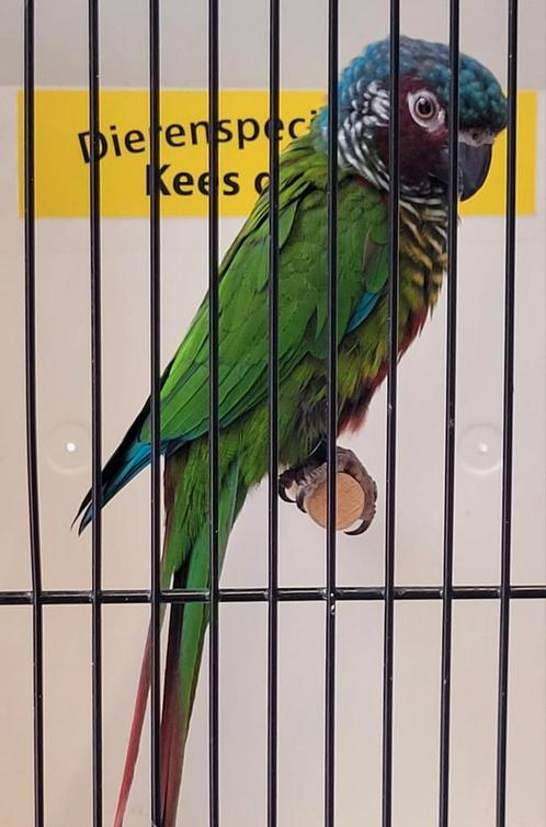 Leuke pyrrhura emma, Dieren en Toebehoren, Vogels | Parkieten en Papegaaien, Parkiet, Mannelijk, Geringd