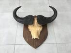 Buffel - kafferbuffel schedel met hoorns Buffel - kafferbuf, Verzamelen, Dierenverzamelingen, Ophalen, Gebruikt, Wild dier, Gewei of Kop