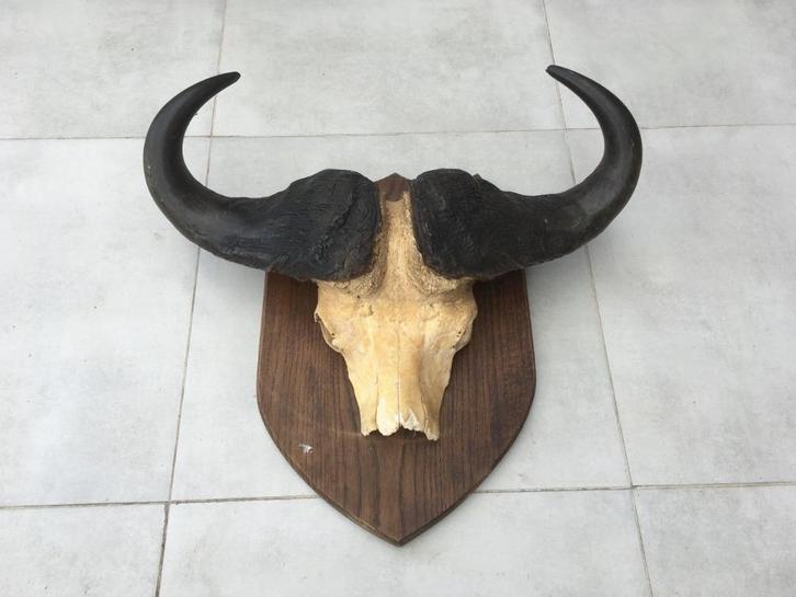 Buffel - kafferbuffel schedel met hoorns Buffel - kafferbuf, Verzamelen, Dierenverzamelingen, Gebruikt, Gewei of Kop, Wild dier