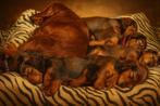 Langharige standaard Teckel pups met Stamboom!, Dieren en Toebehoren, Honden | Teckels en Dashonden, Standaard, Rabiës (hondsdolheid)