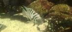 Jonge zebra ciclides, Dieren en Toebehoren, Vissen | Aquariumvissen, Vis
