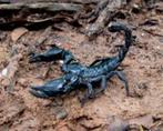 Gezocht: Heterometrus schorpioen, Dieren en Toebehoren, Insecten en Spinnen, Spin of Schorpioen