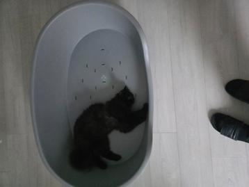 Mooi nette grote hondenmand zonder kat! beschikbaar voor biedingen