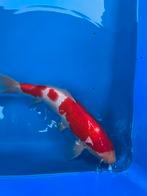 Kohaku koi 40 cm 2025 geboren, Dieren en Toebehoren, Karper of Koi