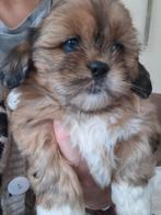 5 prachtige boomer pups, Dieren en Toebehoren, Overige rassen, 8 tot 15 weken, Parvo, Meerdere