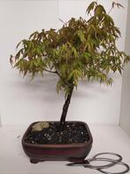 Acer Palmatum bonsai, Minder dan 100 cm, Overige soorten, Ophalen of Verzenden