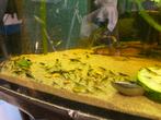Garnalen ( super mix), Dieren en Toebehoren, Vissen | Aquariumvissen, Kreeft, Krab of Garnaal, Zoetwatervis, Schoolvis