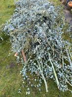 Eucalyptus takken voor in bloemstukken of bloem decoraties, Tuin en Terras, Planten | Tuinplanten, Ophalen of Verzenden, Overige soorten