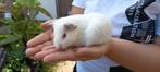 Lief cavia beertje van 4 weken., Dieren en Toebehoren, Knaagdieren, Cavia, Augustus, Mannelijk, Tam