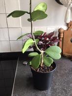Hoya Kerrii, hartjes plant, Huis en Inrichting, Kamerplanten, Overige soorten, Minder dan 100 cm, Bloeiende kamerplant, Halfschaduw