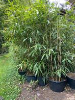 Bamboe planten in pot(Fargesia,niet-woekerend), Tuin en Terras, Overige soorten, Vaste plant, Ophalen of Verzenden, Bloeit niet