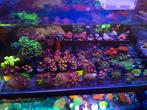 Koraal stekken voor het zeeaquarium, Dieren en Toebehoren, Vissen | Aquariumvissen, Overige typen