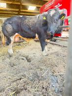 2 mooie dekstieren, Dieren en Toebehoren, Runderen, Mannelijk, 3 tot 6 jaar