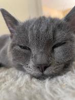 Brits Korthaar poes blauw (3 jaar) - Gechipt, Dieren en Toebehoren, Katten en Kittens | Raskatten | Korthaar, Poes, Ingeënt