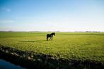 GEZOCHT: ruimte voor pony!, Dieren en Toebehoren, Weidegang, 2 of 3 paarden of pony's