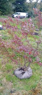 Blauwe bessen struiken - restpartij! 7,50/stuk - 10 voor 65, Tuin en Terras, Planten | Struiken en Hagen, Ophalen, Overige soorten