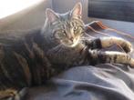 kat, Kater, Kortharig, 6 jaar of ouder