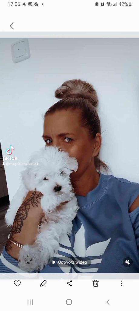 maltanees, Dieren en Toebehoren, Honden | Bulldogs, Pinschers en Molossers, Reu, Overige rassen, Particulier, Eén hond, Nederland