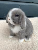 Prachtig zuiver minilop rammetje!, Mannelijk, Dwerg, Hangoor, 0 tot 2 jaar