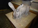 duitse reus ram 4 maanden oud ingeënt, Mannelijk, Groot, 0 tot 2 jaar