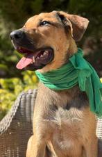 Kasper - Simba verblijft in Cyprus, Dieren en Toebehoren, Honden | Niet-rashonden, Particulier, Rabiës (hondsdolheid), Reu, 1 tot 2 jaar