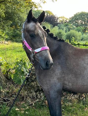 Te koop 3 jarige D pony merrie beschikbaar voor biedingen