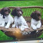 MOOIE KLEINE MUNSTERLANDERPUPS, Dieren en Toebehoren, Honden | Setters en Staande honden, Duitse Staande hond, België, Particulier
