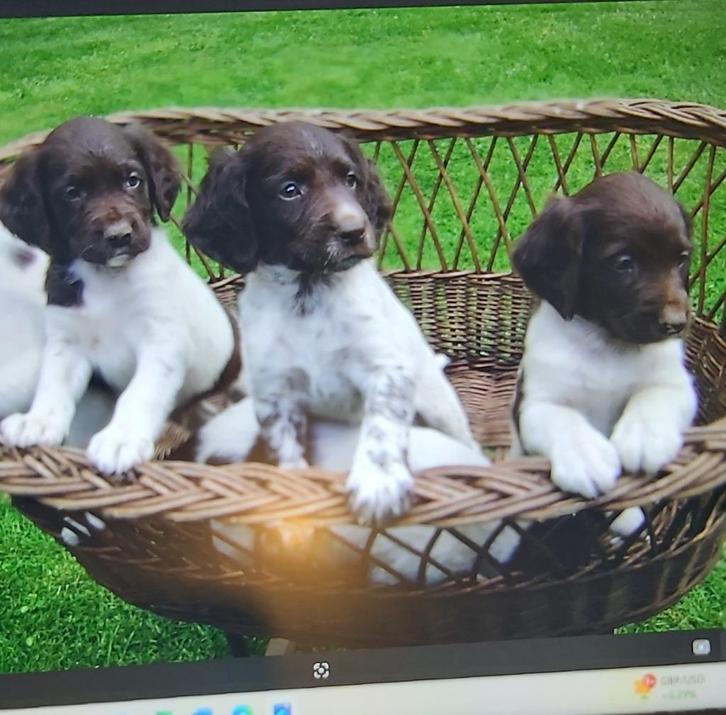 MOOIE KLEINE MUNSTERLANDERPUPS, Dieren en Toebehoren, Honden | Setters en Staande honden, Meerdere dieren, Duitse Staande hond
