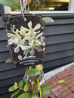 Toscaanse Jasmijn 2 stuks, Tuin en Terras, Planten | Tuinplanten, Ophalen of Verzenden, Klimplanten, Volle zon