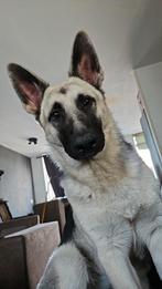 Oost Europese herder, Dieren en Toebehoren, 15 weken tot 1 jaar, CDV (hondenziekte), Teef, Eén hond