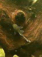 Jonge eigen kweek ancistrus / borstelneus / algeneters, Dieren en Toebehoren, Vissen | Aquariumvissen, Vis