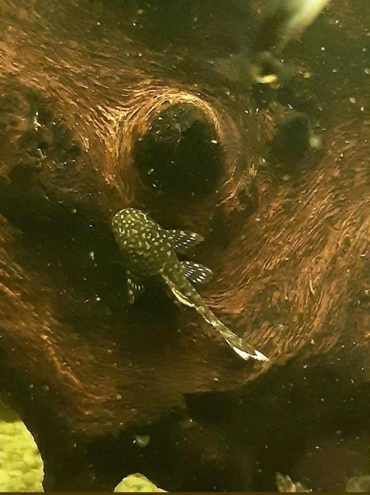 Jonge eigen kweek ancistrus / borstelneus / algeneters, Dieren en Toebehoren, Vissen | Aquariumvissen, Vis