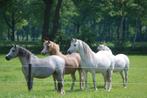 Weiland, weide gezocht, Weidegang, 4 paarden of pony's of meer