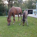 7 j. N F ster merrie, Merrie, Dressuurpaard