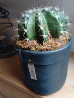 Planten: Pannenkoekplantjes & Cactus in Gusta Pot, Huis en Inrichting, Ophalen of Verzenden, Minder dan 100 cm, Groene kamerplant